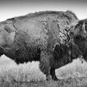 Bison oder Amerikanischer Bueffel (Bison bison), Fort Pierre, South Dakota, USA © Heidi und Hans-Jürgen Koch