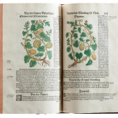 Kreutterbuch. M. Sebizium. Straßburg, J. Rihel, (1577). 500 altkolor. Textholzschnitten. Schätzp. €5,400 - €8,000