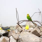 Martin Roth, I shipped debris from the syrian border to use as bird litter., 2015