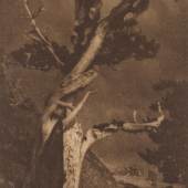 Annie W. Brigman (1869–1950), The Dying Cedar, 1906, Heliogravüre, 23,3 x 13,7 cm, Museum für Kunst und Gewerbe Hamburg, © Annie W. Brigman