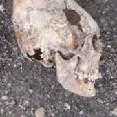 Auch dieser künstlich umgeformte Schädel eines Ostgoten vom Hemmaberg in Kärnten wird in der noch bis 19. April laufenden Ausstellung gezeigt. Der Mann verstarb ab einer Schlagverletzung (Foto: Museum).
