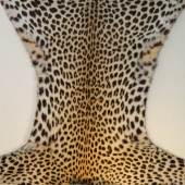Leoparden Trophäe mit Haupt,  dieser ruht auf einem handgeschnitzt und vergoldeten Podest   mit  CITES  Bescheinigung
