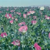 Poppyfield in Balkh province, Afghanistan, 2003