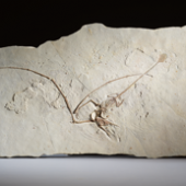 PTEROSAURIER-FOSSIL Ramphorhynchus gemmingi Spätjura, 145–164 Millionen Jahre. CHF 70 000 / 90 000