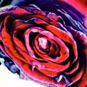 Rose No 1: Martina Pippal: “Rosen No 1”. Öl auf Leinwand, signiert, 2008, 90 x 160 cm