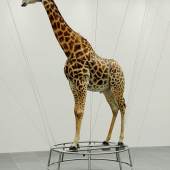 Christiane Möbus »Küsse vom König«, 2001/2007 Küsse vom König, 2001/2007 Edelstahl, präparierte Giraffe, Drahtseil Höhe 520 cm, Durchmesser 245 cm