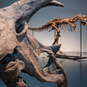 Exhibition shot of Triceratops skull and Gorgosaurus side by side. 
