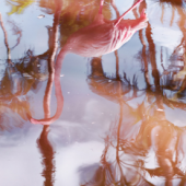 Flamingo Reflection, a.d.S. Floridas, 2018 © Anastasia Samoylova