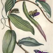 Maria Sibylla MERIAN Surinam Vanille, kunstkabinett-strehler.de