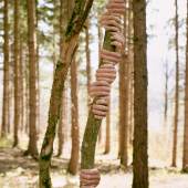 Thomas Steineder "Baum" aus der Serie "grasp", 2020 © Thomas Steineder und Bildrecht