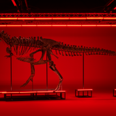 TRX293–TRINITY Ein vollständiges Tyrannosaurus-rex-Skelett. Alter: 65–67 Millionen Jahre. Schätzung: CHF 5 / 8 Millionen Auktion in Zürich: 18. April 2023