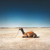 Scarlett Hooft Graafland, 2009, Sitting Camel, in courtesy of VOUS ETES ICI 