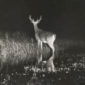 George Shiras Blitzlichtaufnahme eines Hirschs bei Nacht, Whitefish Lake, Minnesota, USA 1906 National Geographic Image Collection