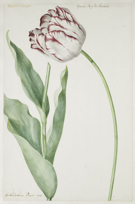 Jan Vincentsz. van der Vinne, Tulip ‘Grand Roy de France’, 1728