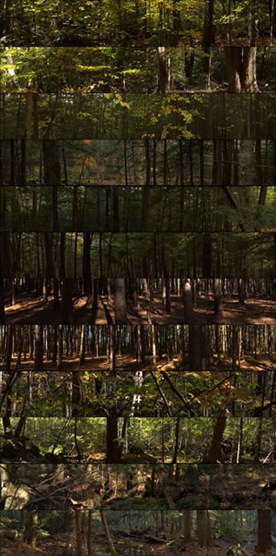 Megan McLarney, Leaves, Trees and the Forest, 2008, multi-monitor videowork